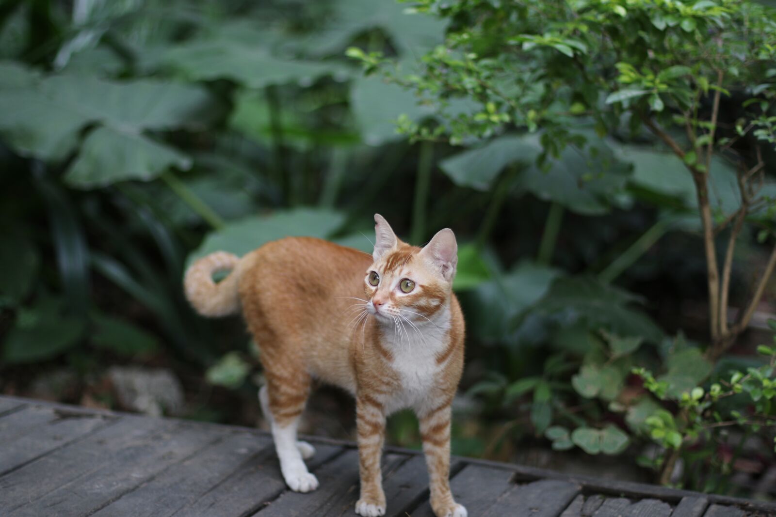 Canon EF 50mm F1.4 USM sample photo. Cat, stray cats, chinese photography
