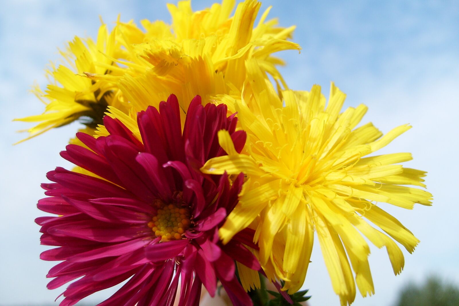 Samsung KENOX S730  / Samsung S730 sample photo. Flowers, composition, colorful photography