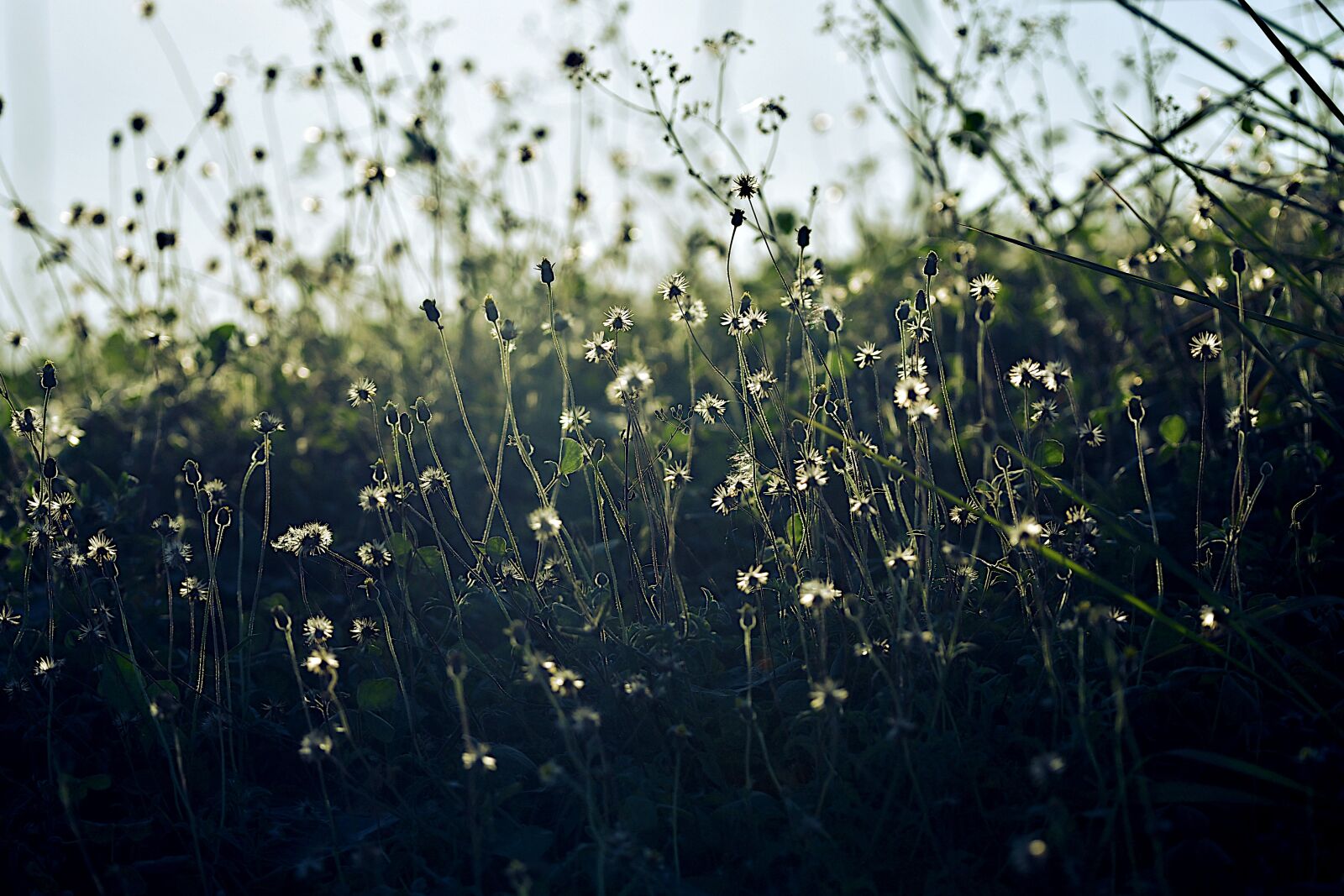 Nikon D500 sample photo. Wildflowers, grass, bush photography