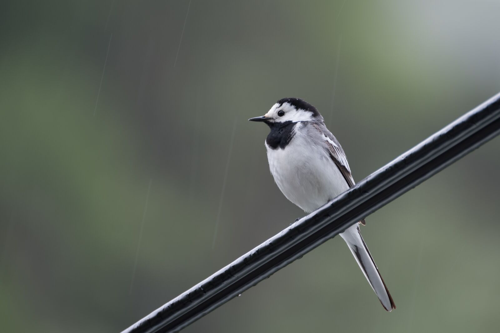 XF100-400mmF4.5-5.6 R LM OIS WR + 1.4x sample photo. White wagtail, rain, cable photography
