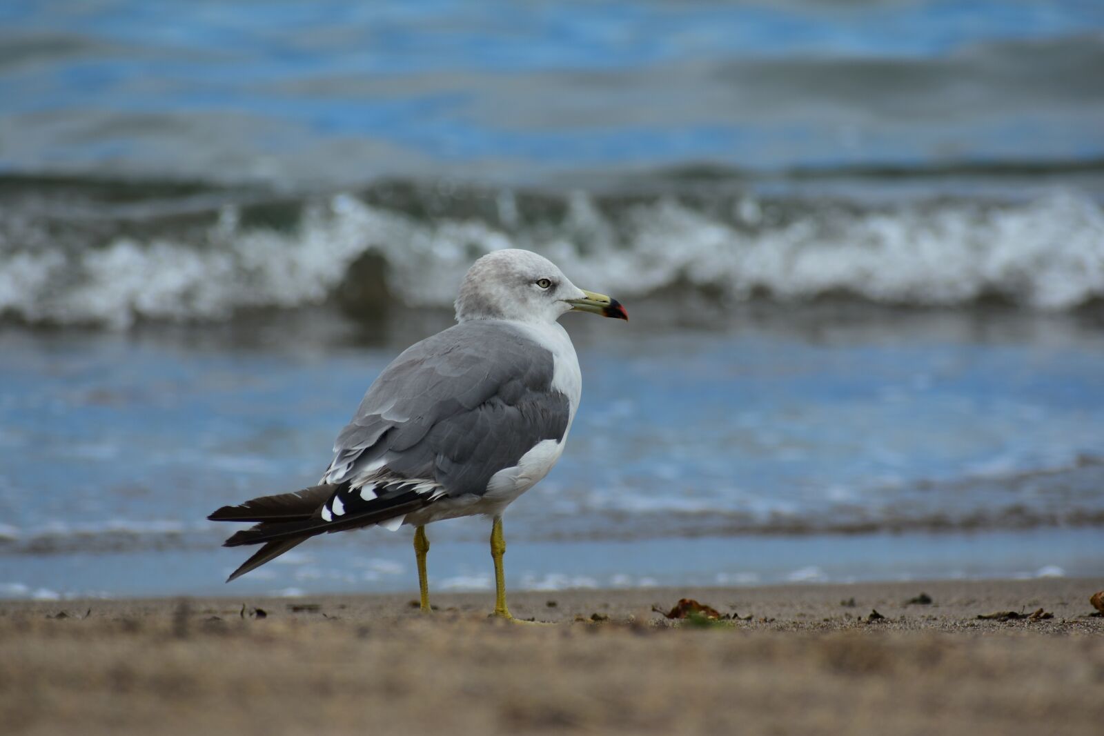 Nikon D7200 sample photo. Animal, sea, beach photography