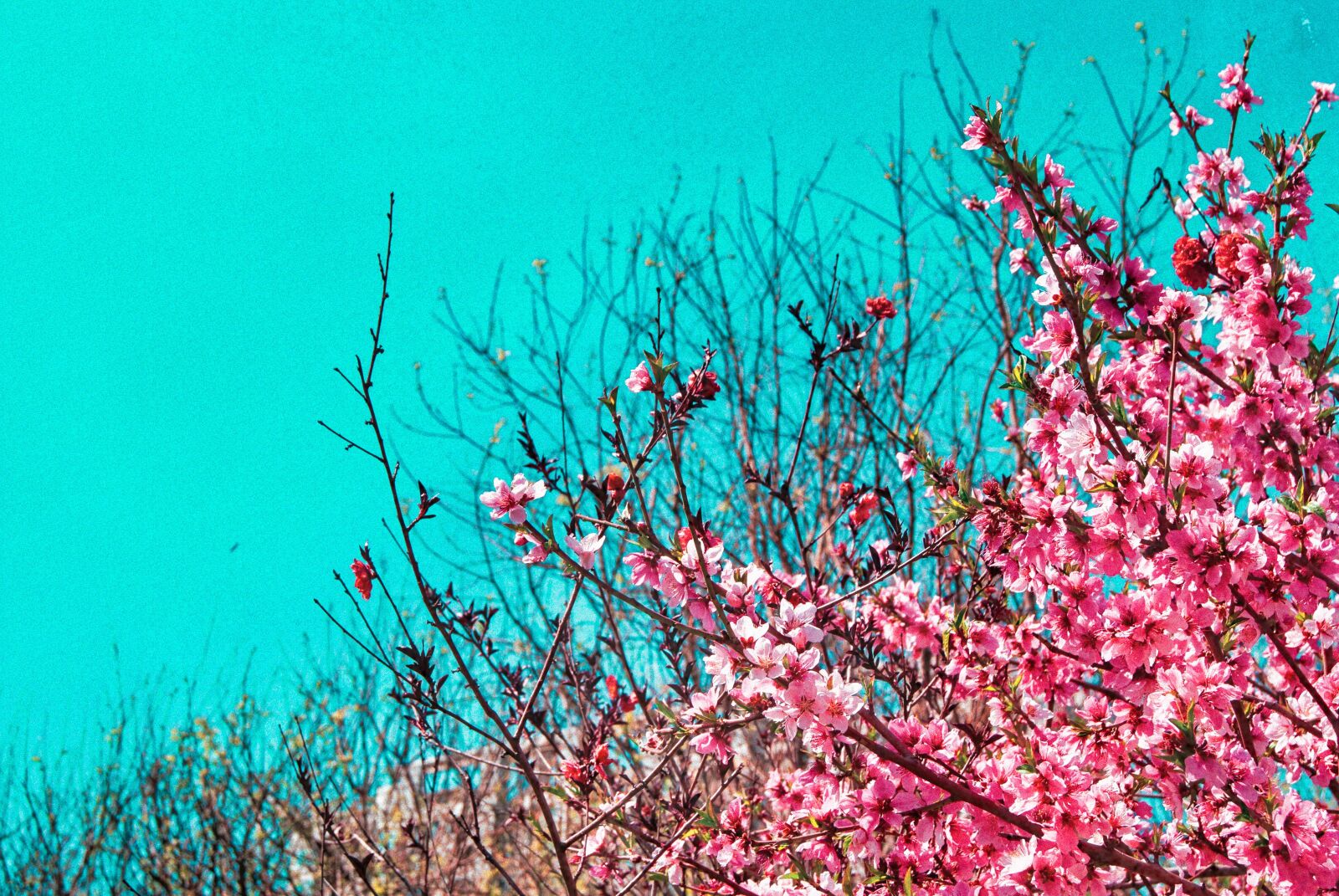 Sony Alpha DSLR-A330 sample photo. Cherry blossom, pink, spring photography