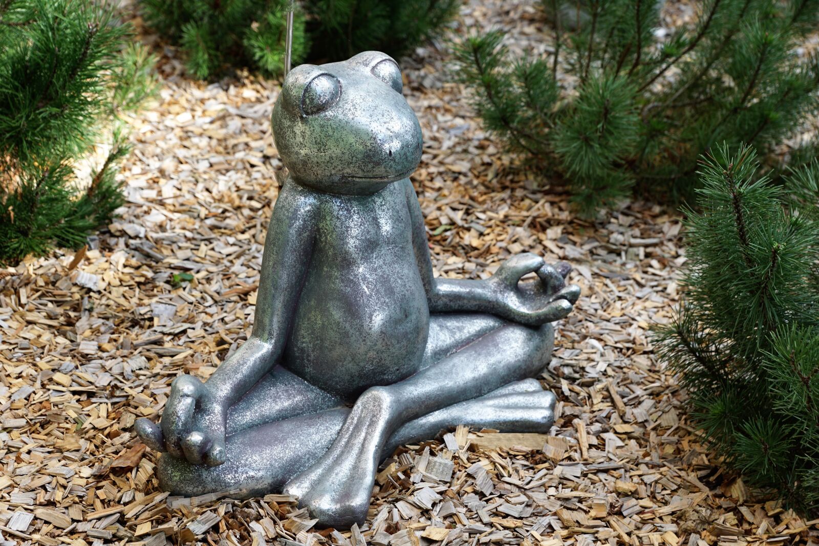 Sony ILCA-77M2 + Sony DT 16-50mm F2.8 SSM sample photo. Frog, rest, meditation photography