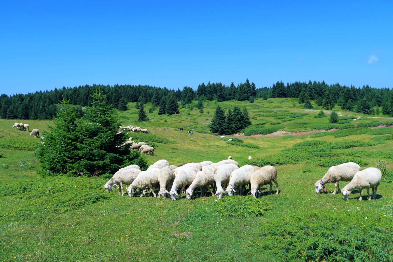 Canon PowerShot G7 X sample photo. Sheep, herd, grassland photography