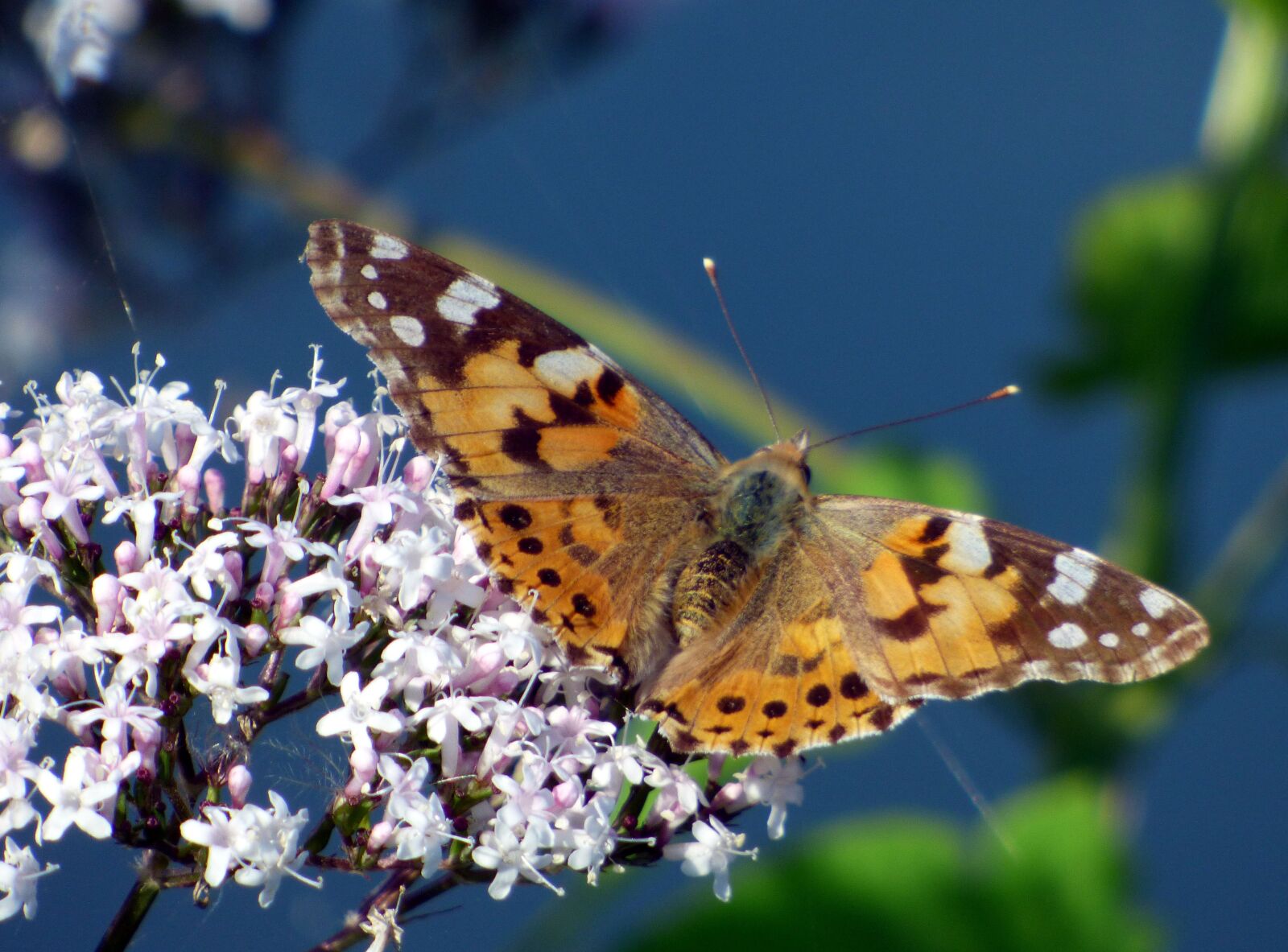 Panasonic DMC-FZ72 sample photo. Butterfly, flower, wings photography