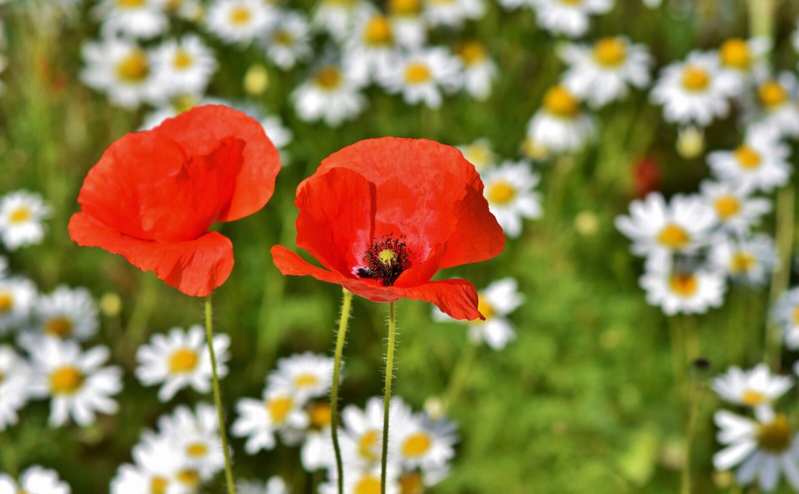 Nikon D7200 sample photo. Poppy, poppy flower, mohngewaechs photography
