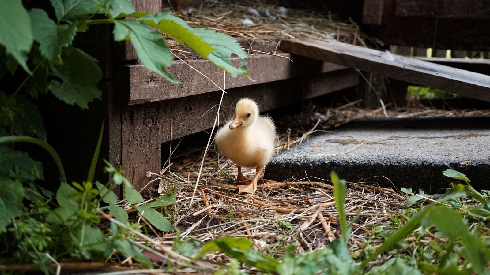 Sony Alpha a5000 (ILCE 5000) sample photo. Baby goose, small animal photography