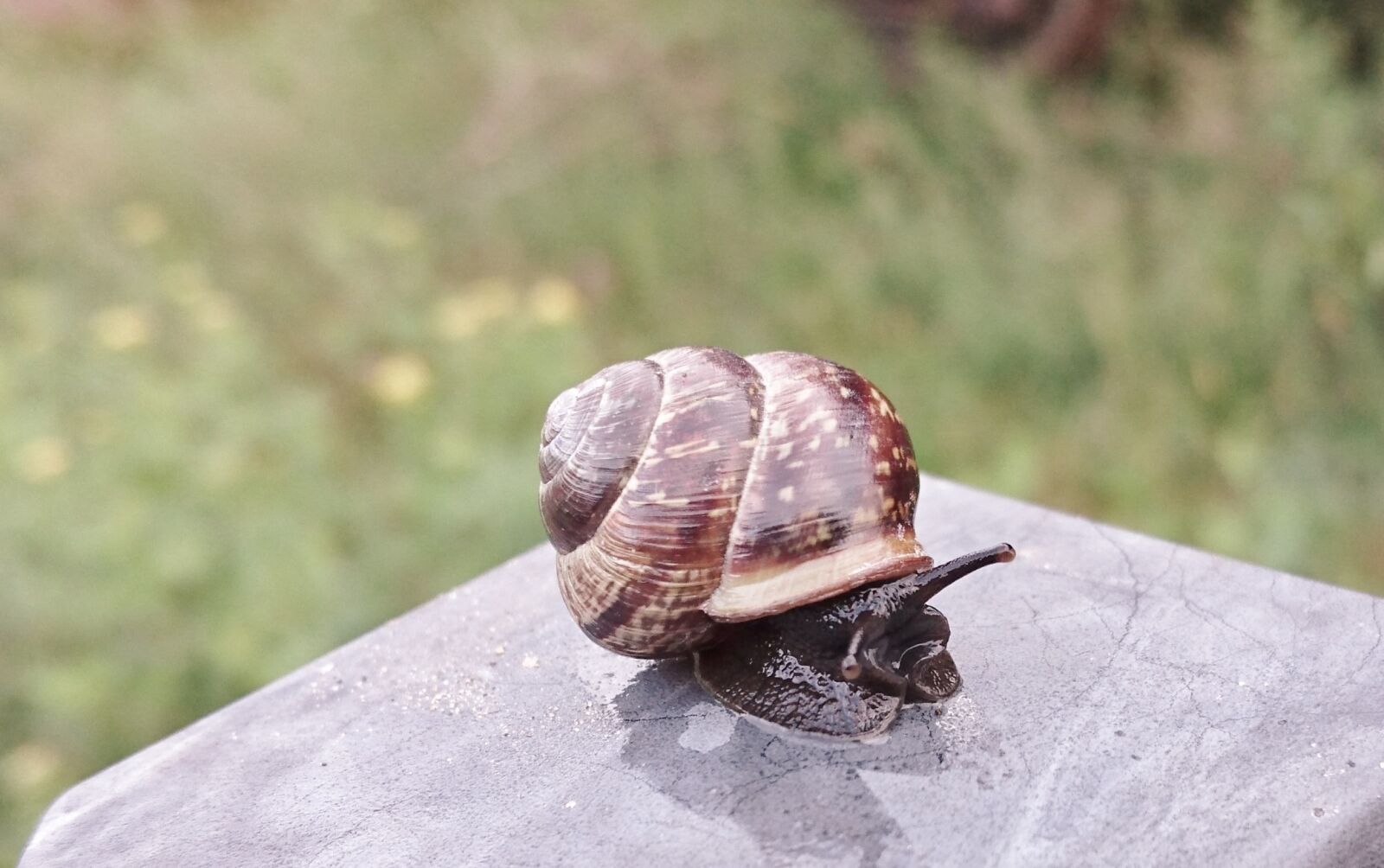 Sony Xperia Z3+ sample photo. Seashell, slug, garden snail photography