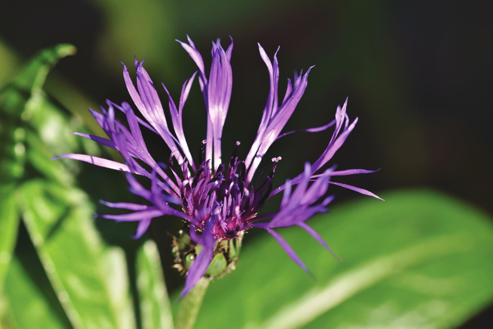 Nikon D7200 sample photo. Alpine cornflower, centaurea montana photography