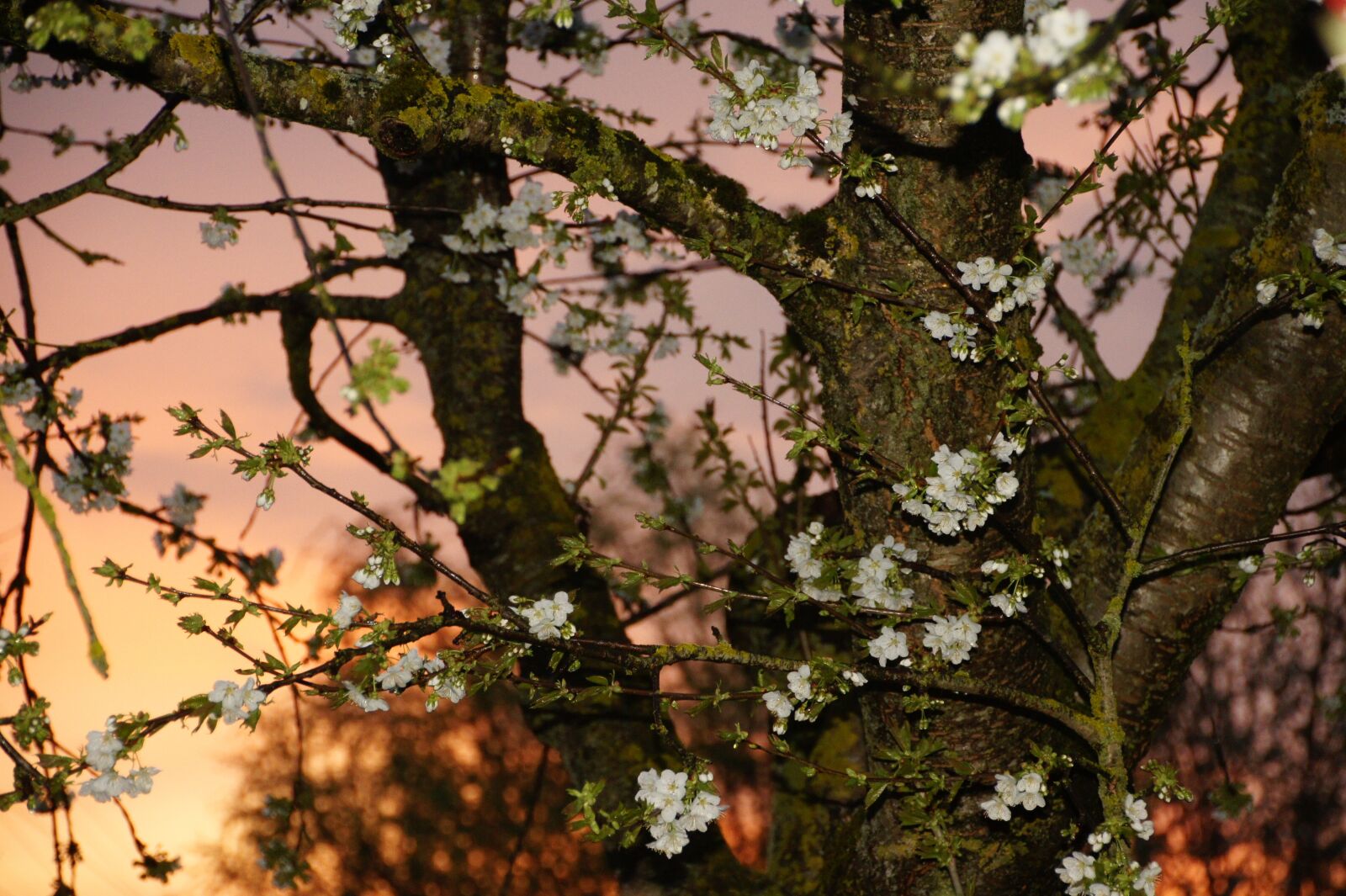 Sony Alpha DSLR-A450 sample photo. Tree, nature, branch photography