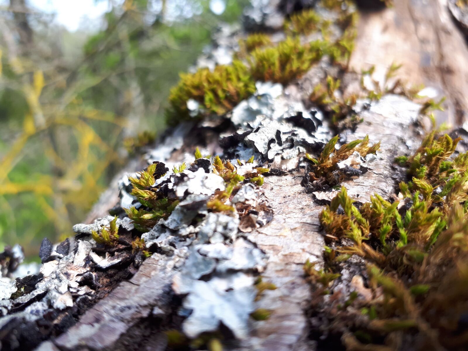 Samsung Galaxy A5(2017) sample photo. Tree, tree stump, forest photography