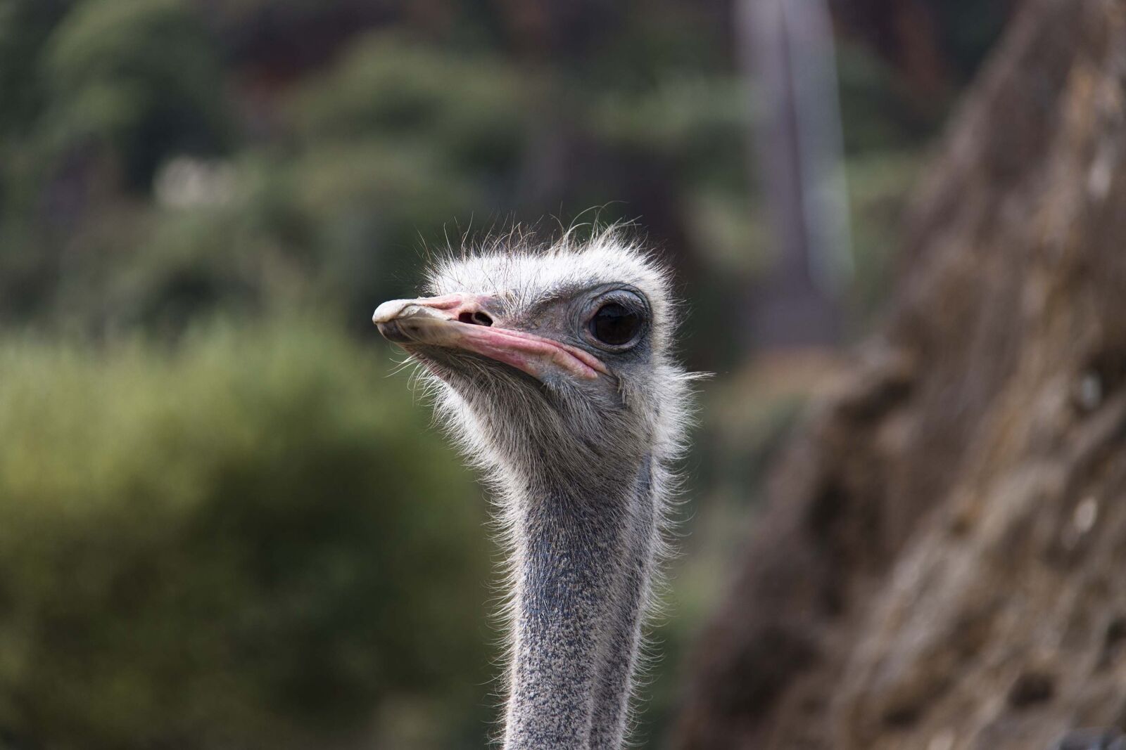 Canon EOS 80D + Canon EF-S 18-200mm F3.5-5.6 IS sample photo. Portrait, ostrich, animals photography