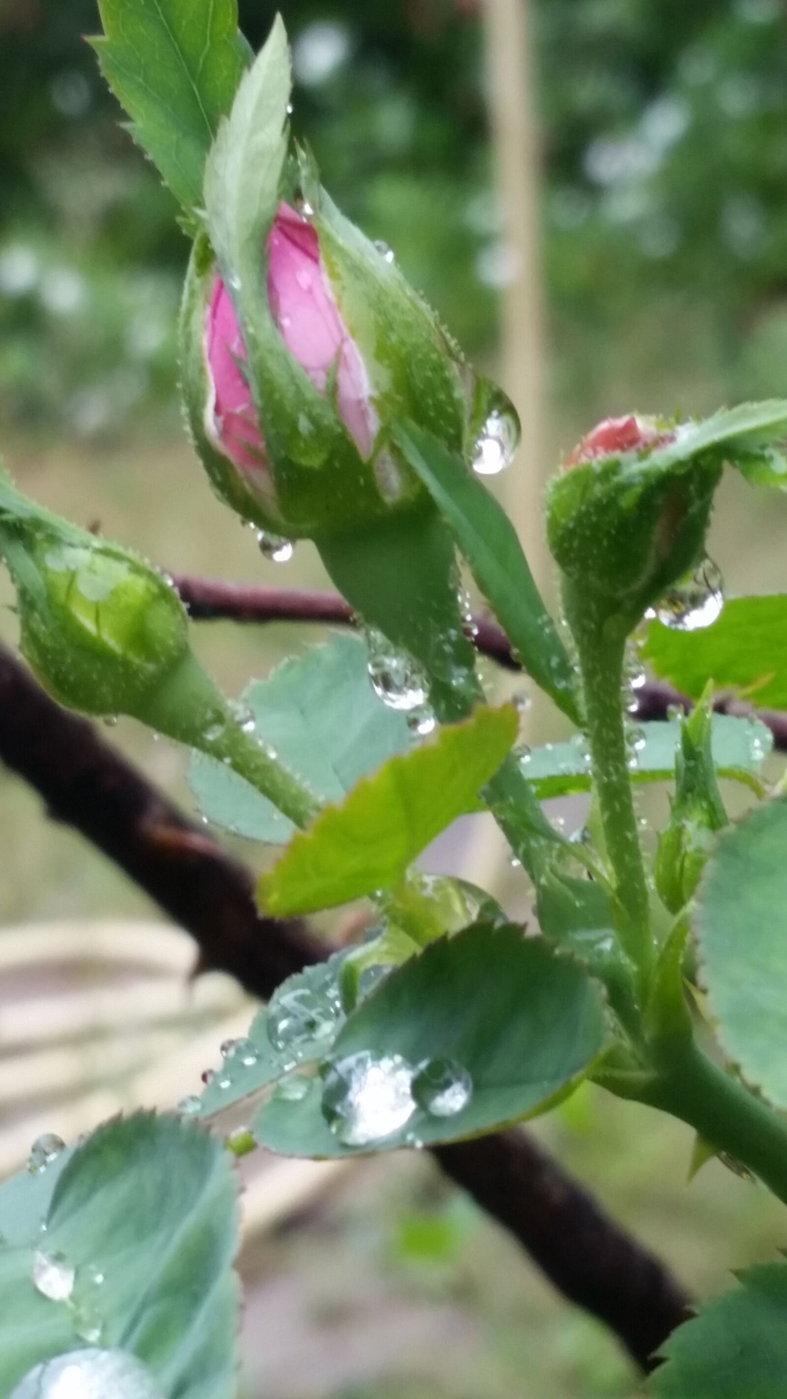 Samsung Galaxy S5 sample photo. Buds, flowers, leaves, rain photography
