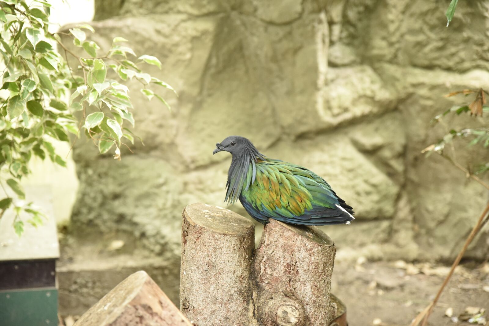 Nikon D750 sample photo. Bird, animals, tropical bird photography