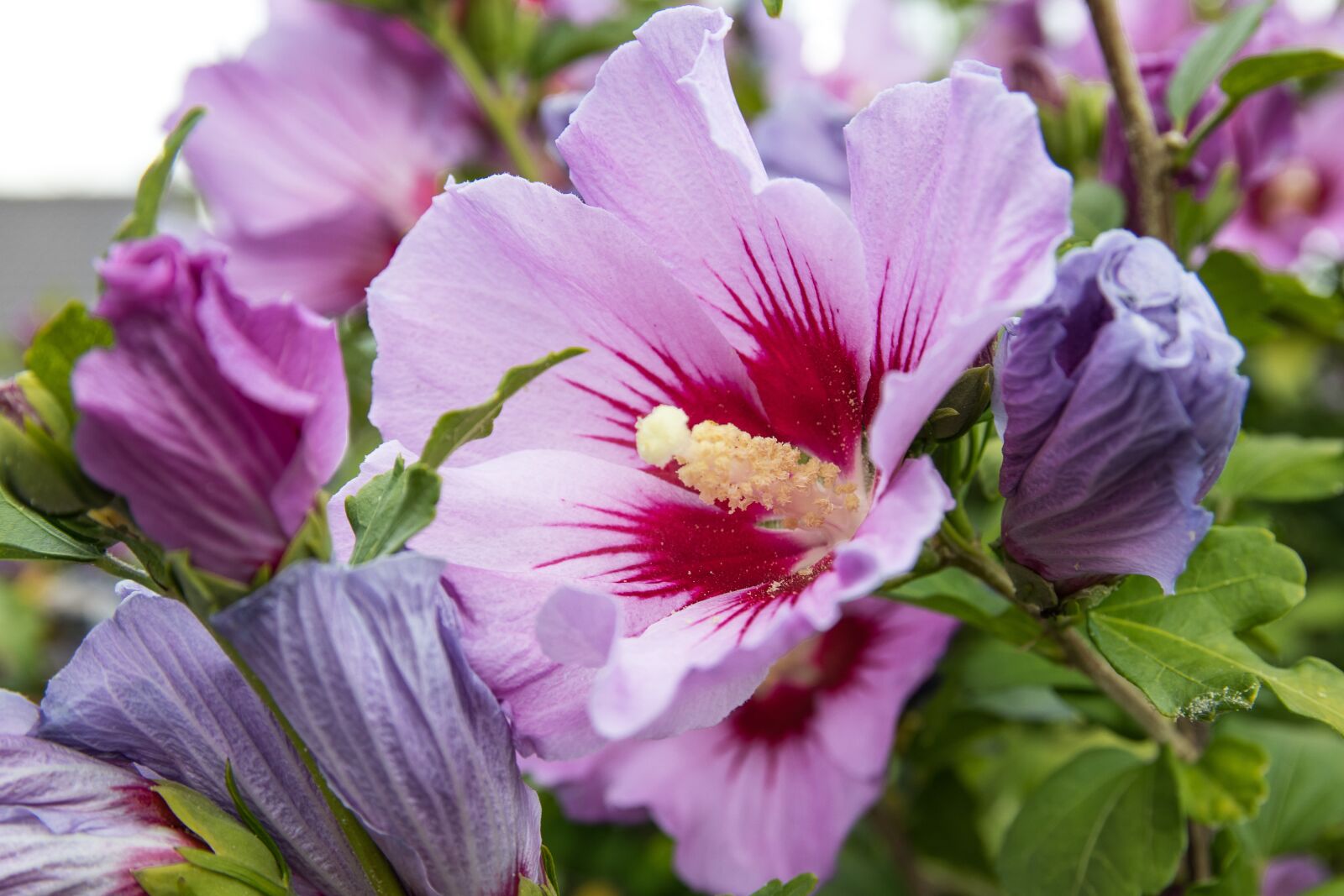 Canon EOS 80D sample photo. Hibiscus, flower, plant photography