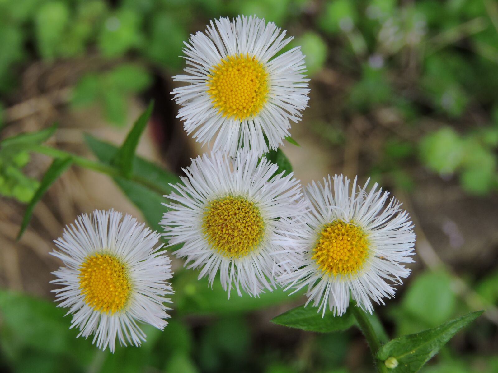 Nikon Coolpix P600 sample photo. Wild flowers, meadow, flowers photography