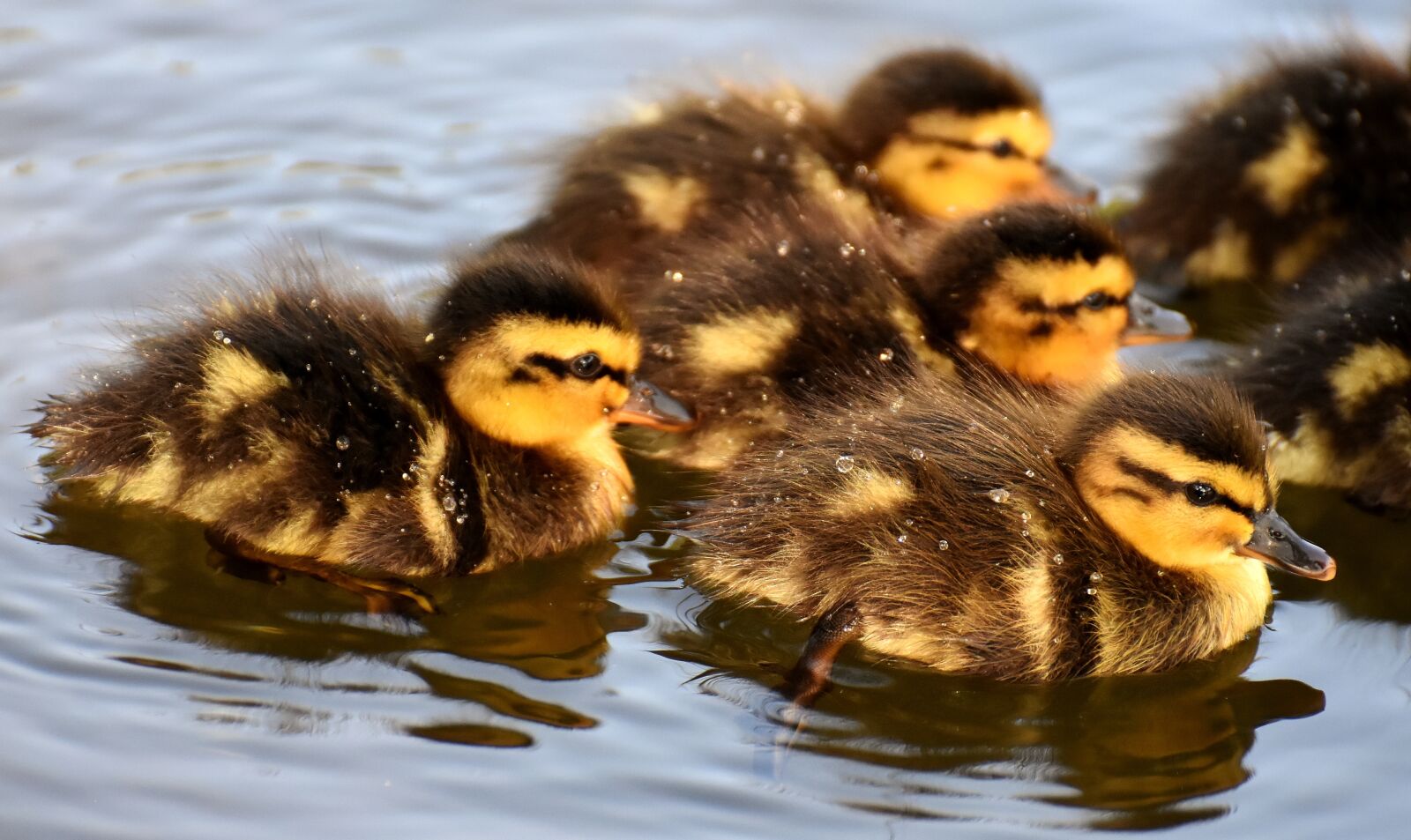 Nikon D7200 sample photo. Mallard, chicks, baby photography