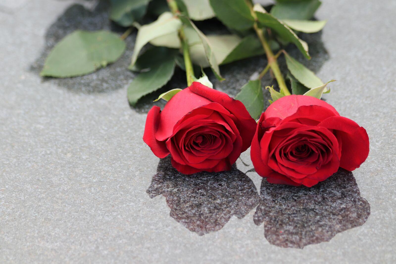 Canon EOS 200D (EOS Rebel SL2 / EOS Kiss X9) + Canon EF 70-300mm F4-5.6 IS USM sample photo. Two red roses, love photography