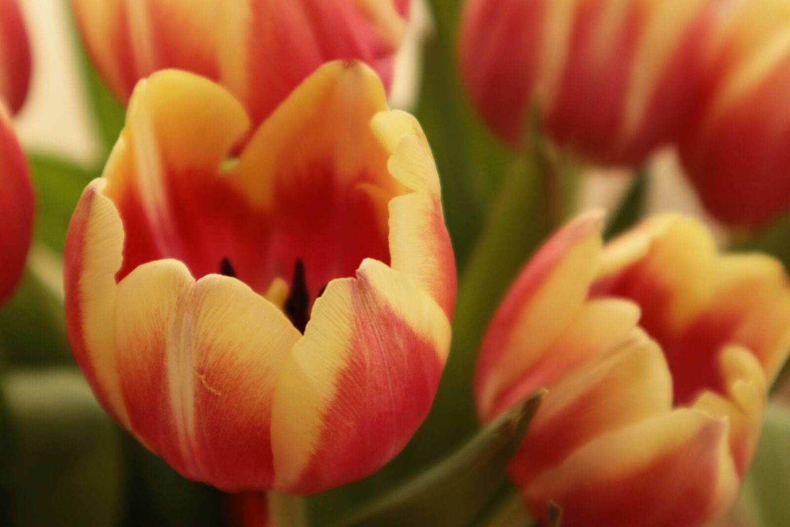 Canon EOS M100 sample photo. Tulips, flowers, cut the photography