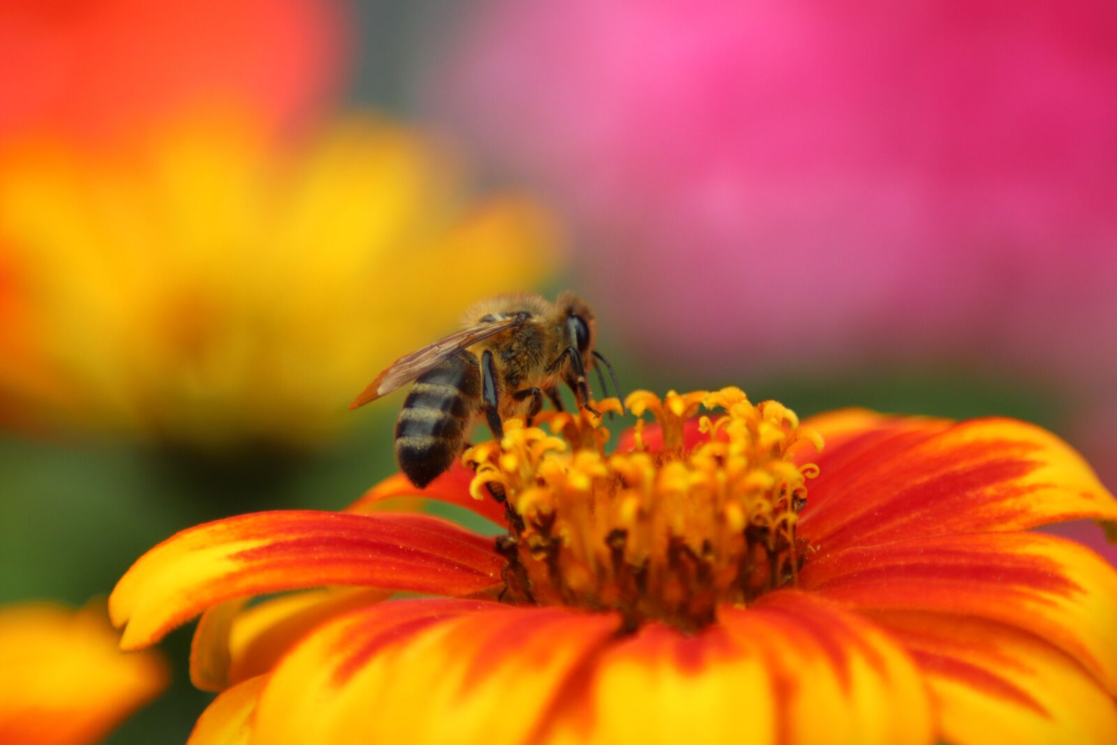 Canon EOS 77D (EOS 9000D / EOS 770D) sample photo. Abeille, pollen, nectar photography
