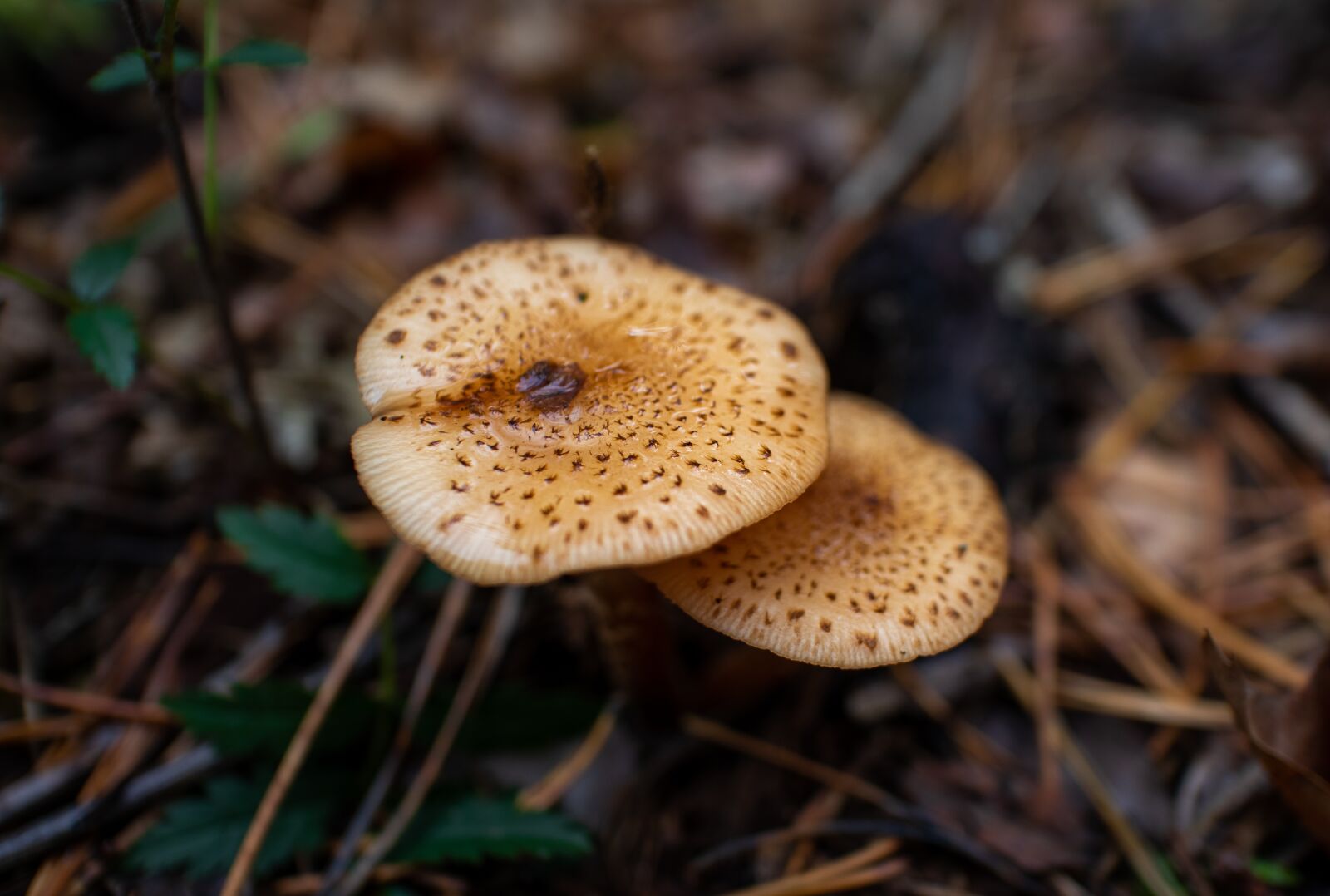 Canon EOS M100 + Canon EF-M 22mm F2 STM sample photo. Mushrooms, mushroom, autumn photography
