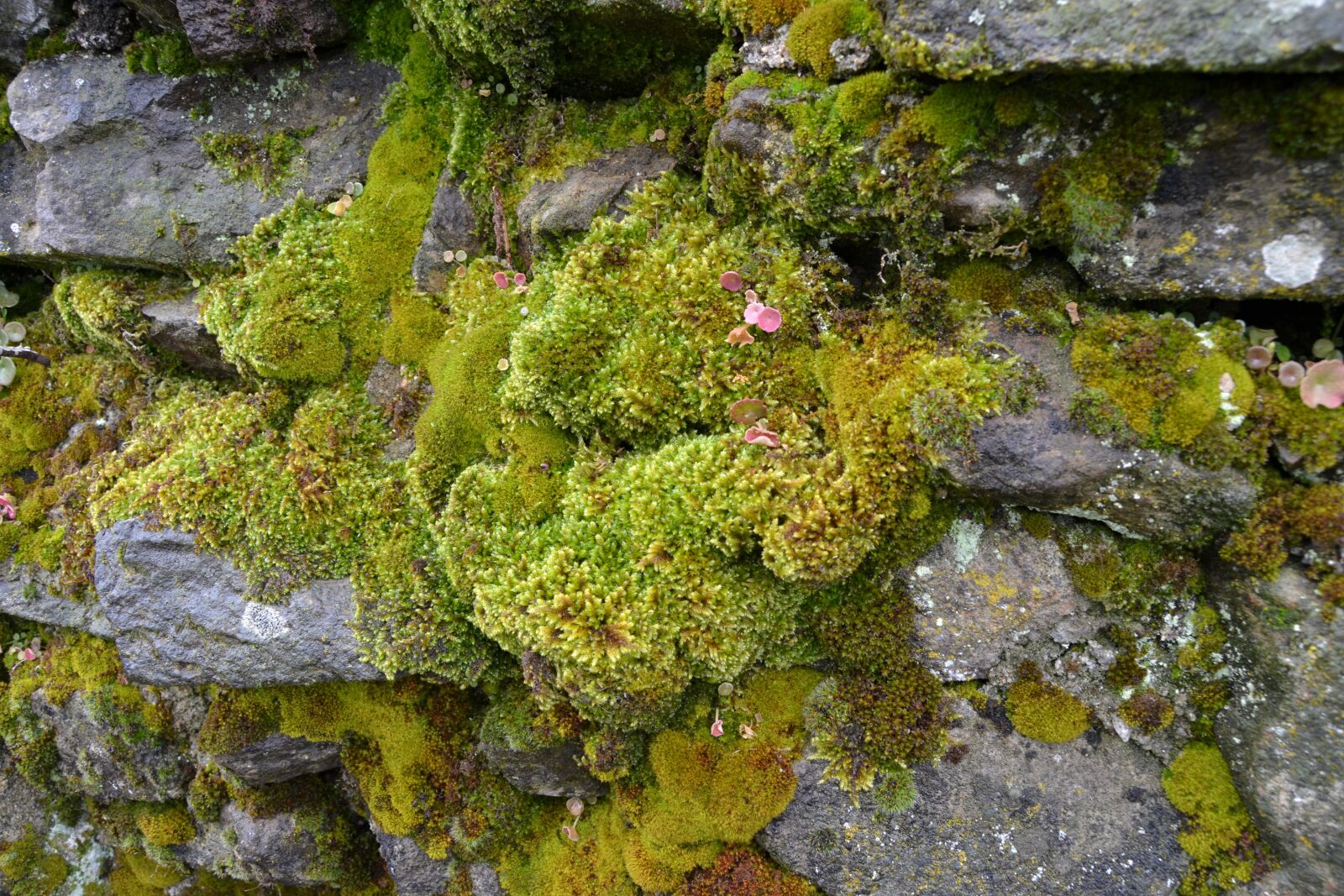 Nikon D3100 sample photo. Wall, moss, green photography
