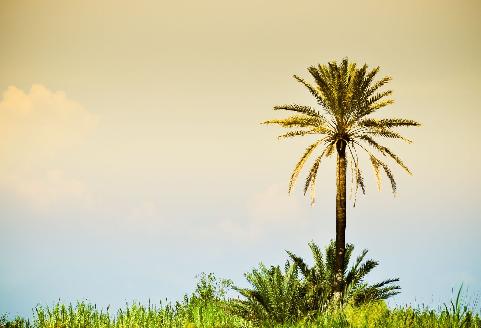 Nikon D5000 sample photo. Palma, summer, savanna photography