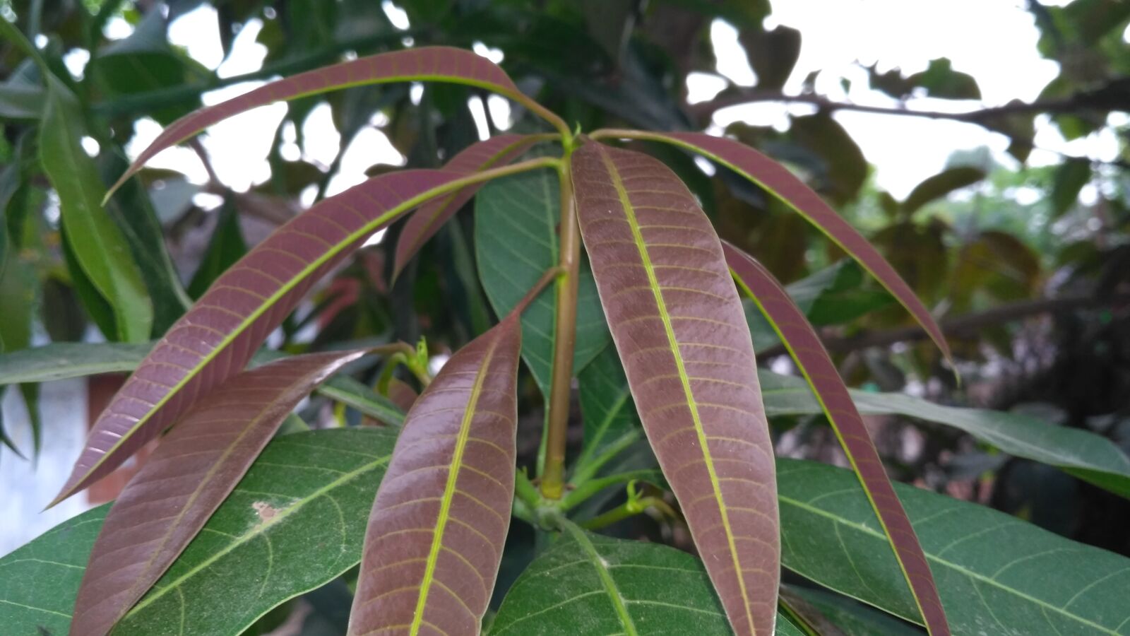 Xiaomi Redmi 3S sample photo. Mango leaves, mango leaf photography