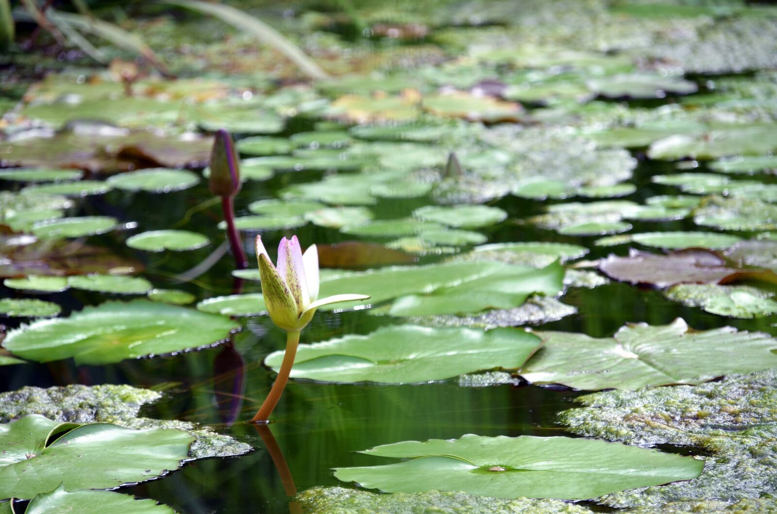 Nikon D7000 sample photo. Lotus, flowers, semi circle photography