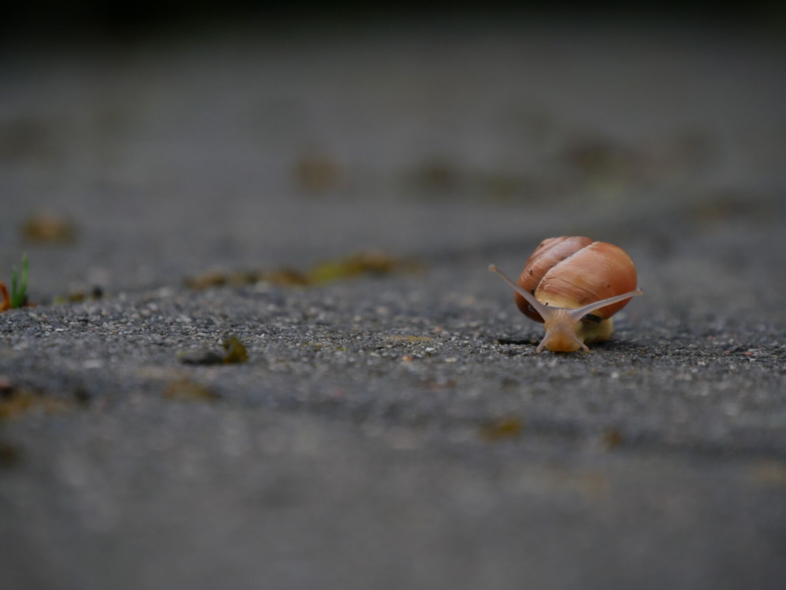 Panasonic DMC-G70 sample photo. Snail, slowly, shell photography