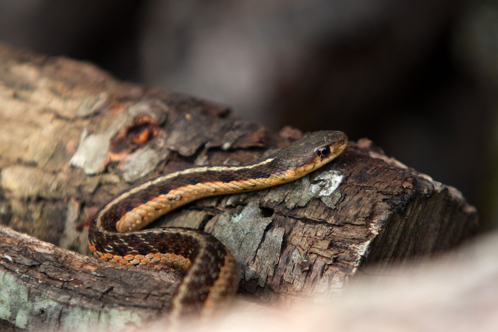 Canon EOS 5D Mark II sample photo. Snake, log, reptile photography
