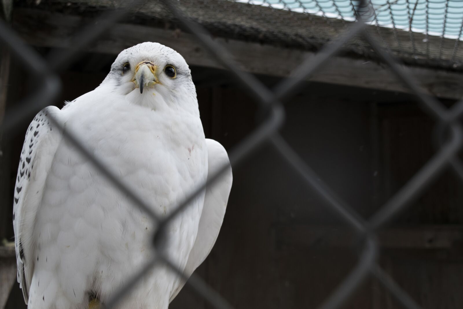 Nikon D5300 sample photo. Nature, bird, living nature photography