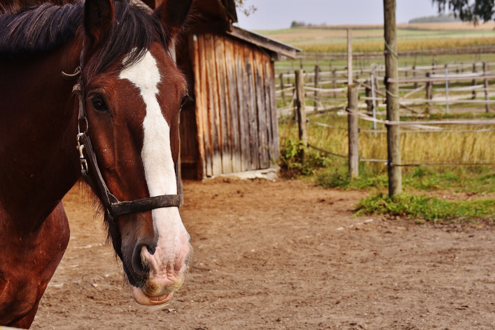 Nikon D7200 sample photo. Shire horse, horse, big photography