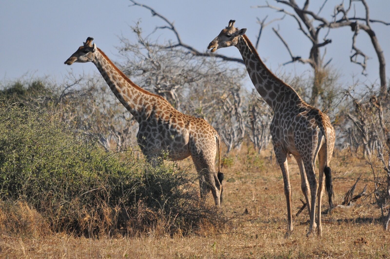 Nikon D90 sample photo. Wildlife, nature, safari photography