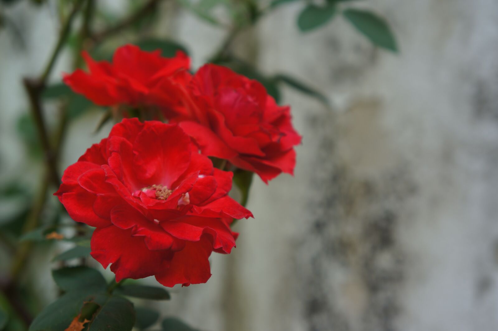 Sony Alpha NEX-5N sample photo. Flower, natural, green photography