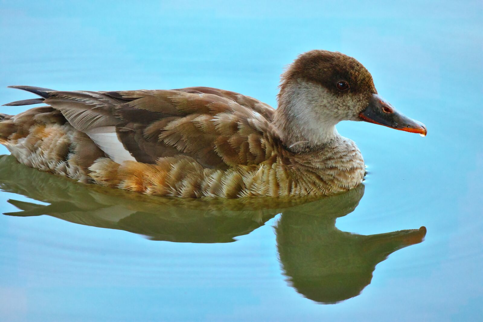 Canon EOS M5 sample photo. Duck, water bird, duck photography
