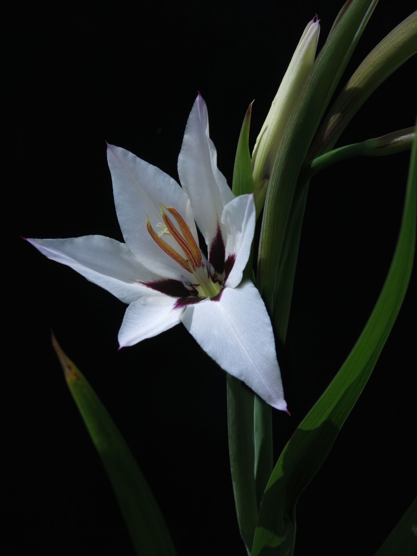 Canon PowerShot G15 sample photo. Acidanthera, gladiolus, sword flower photography