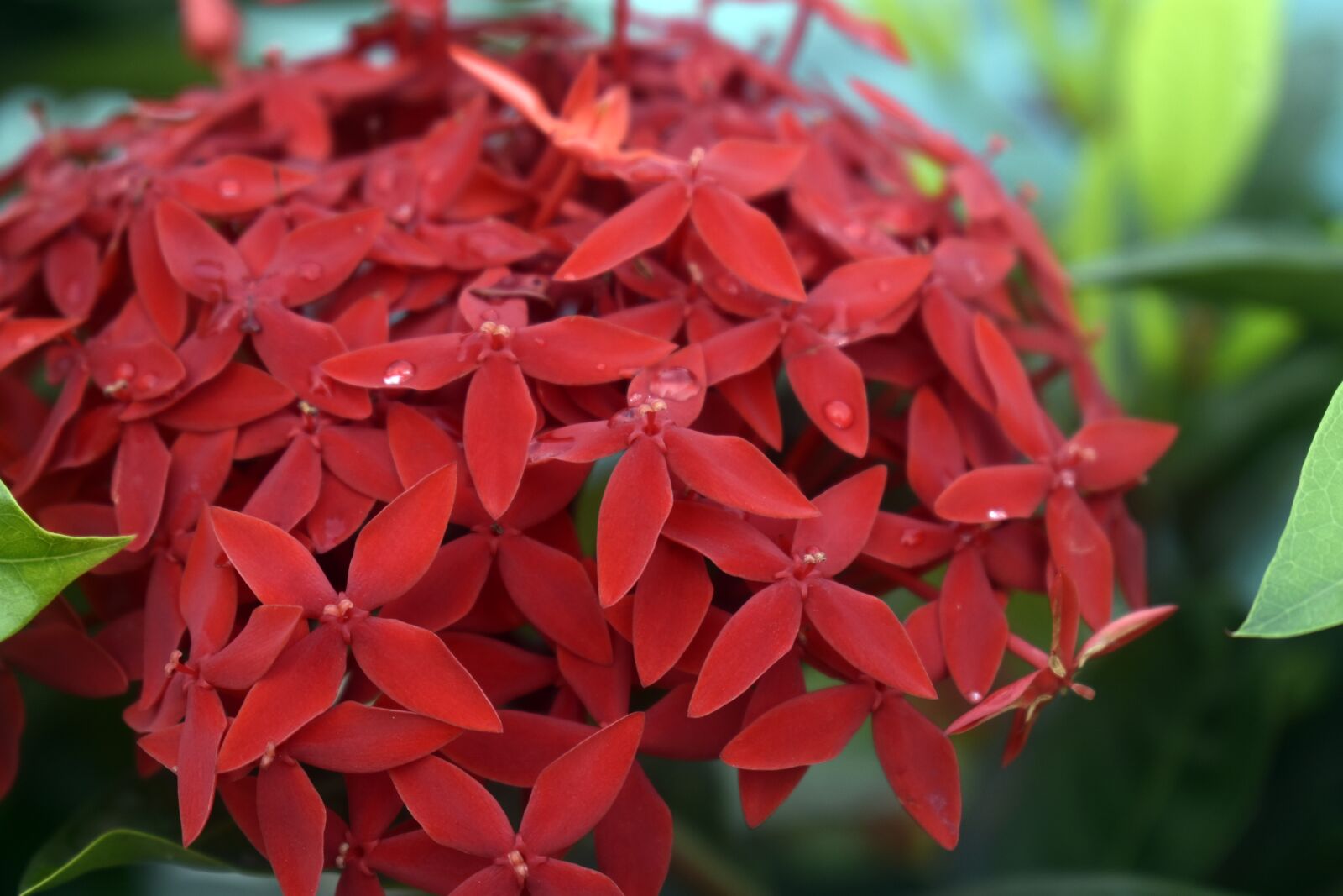 Nikon D3400 sample photo. Flower, red flower, water photography