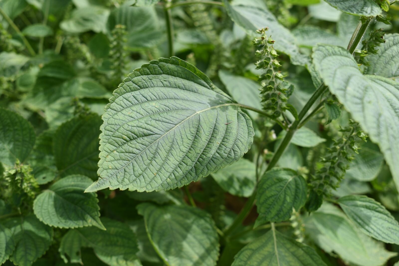 Nikon D750 sample photo. Perilla, perilla leaves, farming photography