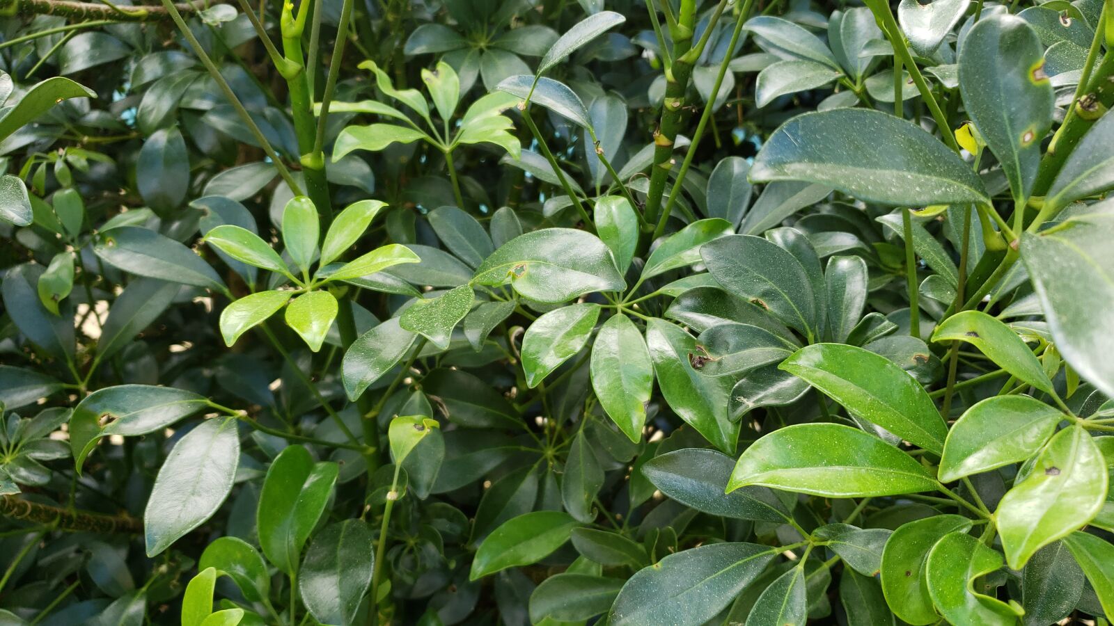 Samsung Galaxy Note9 sample photo. Bushes, florida, close up photography