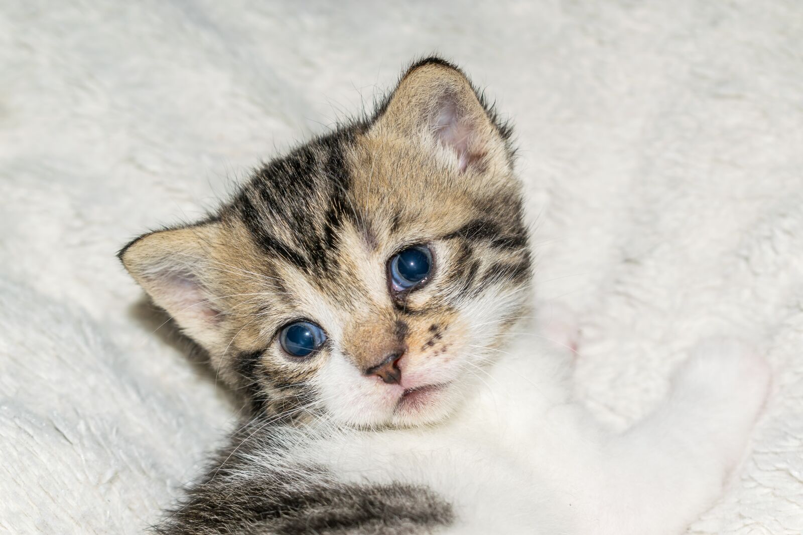 Nikon D5300 sample photo. Baby cat, cat baby photography