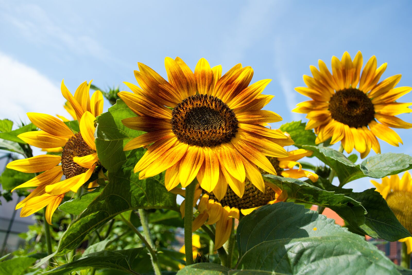 Nikon D3000 sample photo. Sunflower, daylight saving time photography