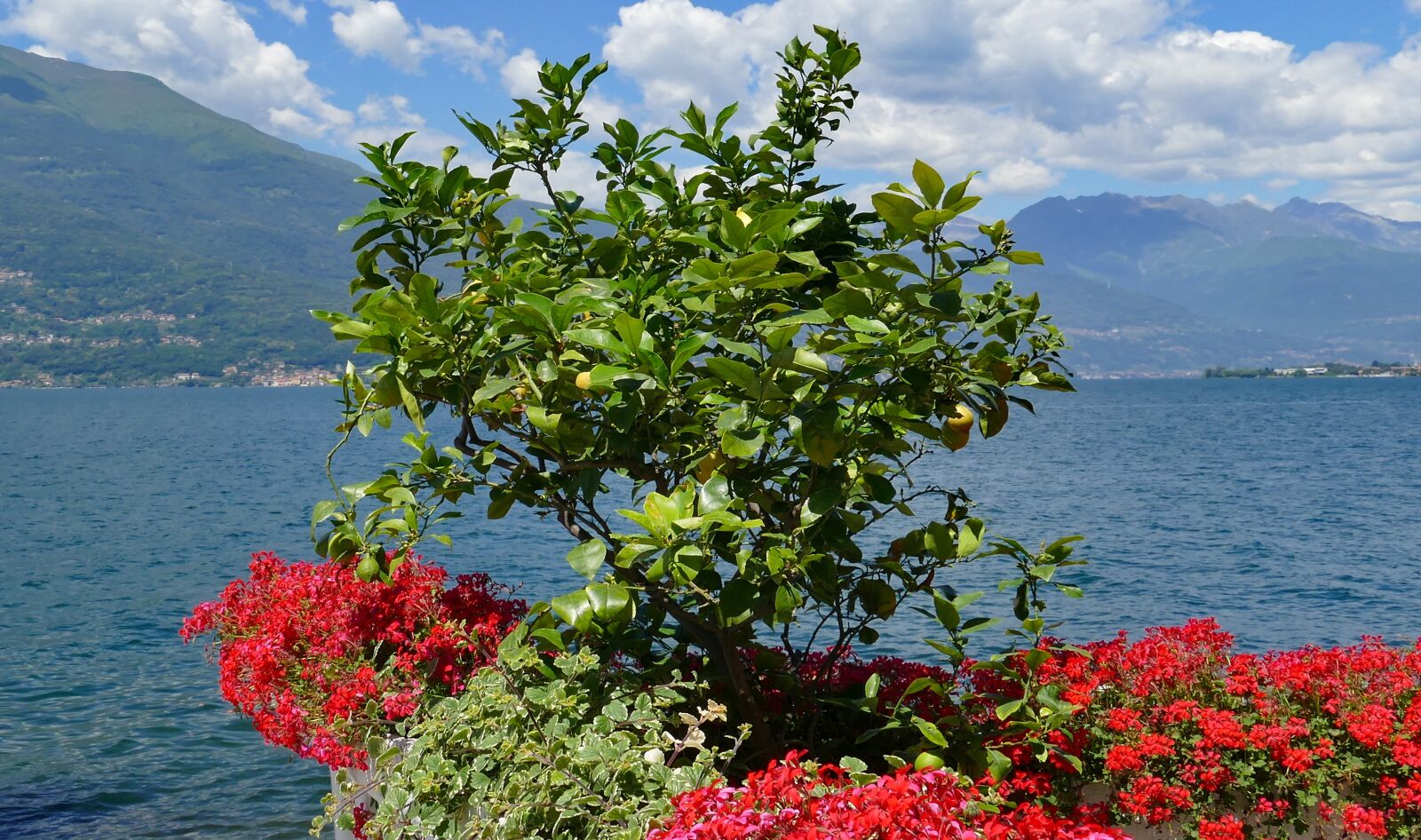 Panasonic Lumix DMC-FZ1000 sample photo. Lemons, bush, mediterranean photography