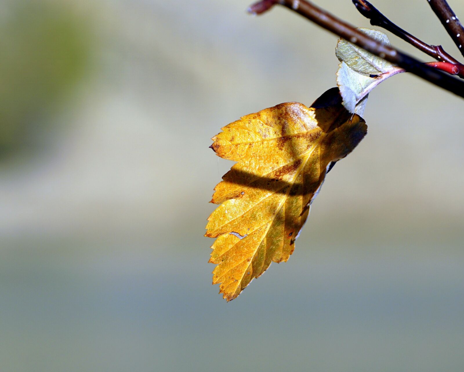 Sony E 55-210mm F4.5-6.3 OSS sample photo. Nature, leaf, outdoors photography