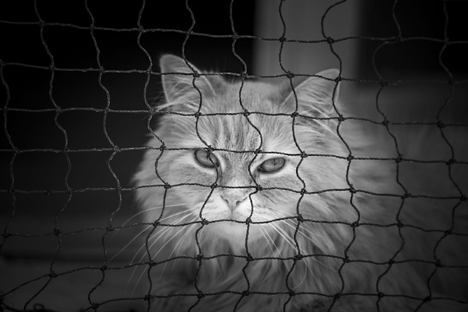 Canon EOS 5D Mark II sample photo. Cat, animal, fur photography