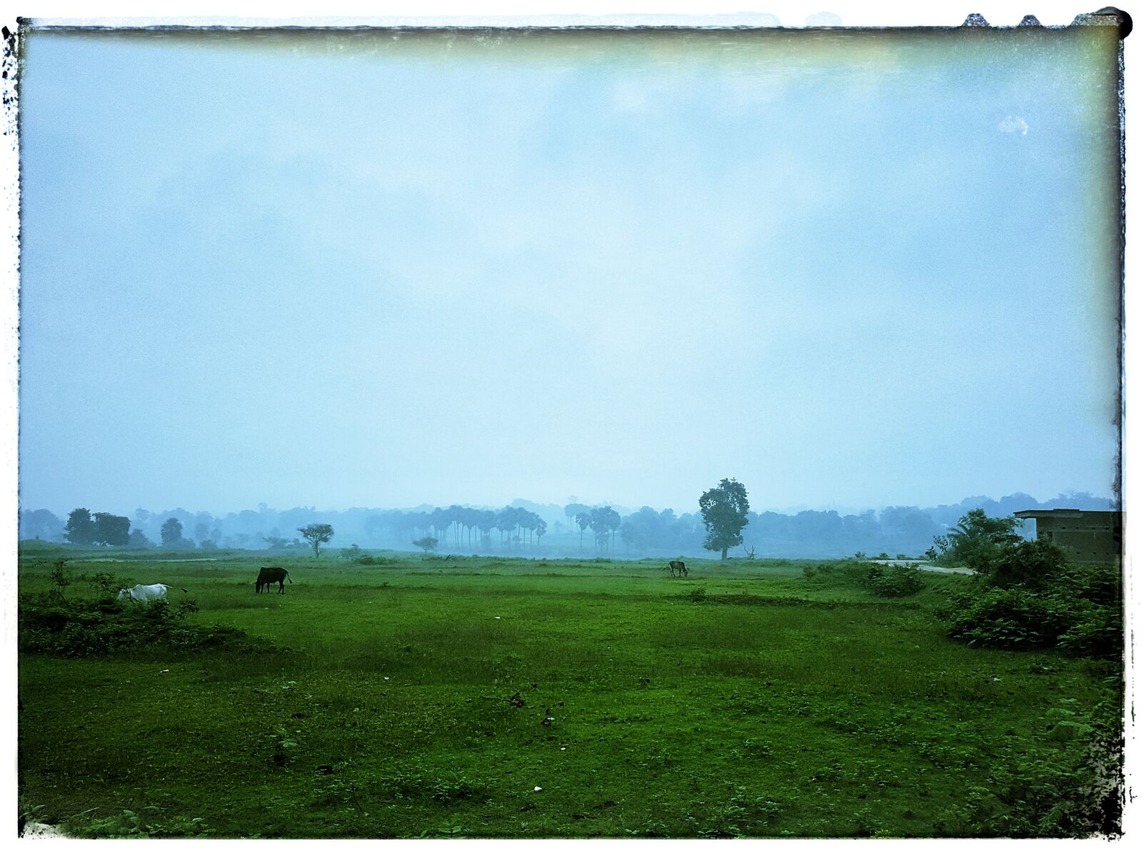 Samsung Galaxy S7 sample photo. Landscape, foggy, grassland photography