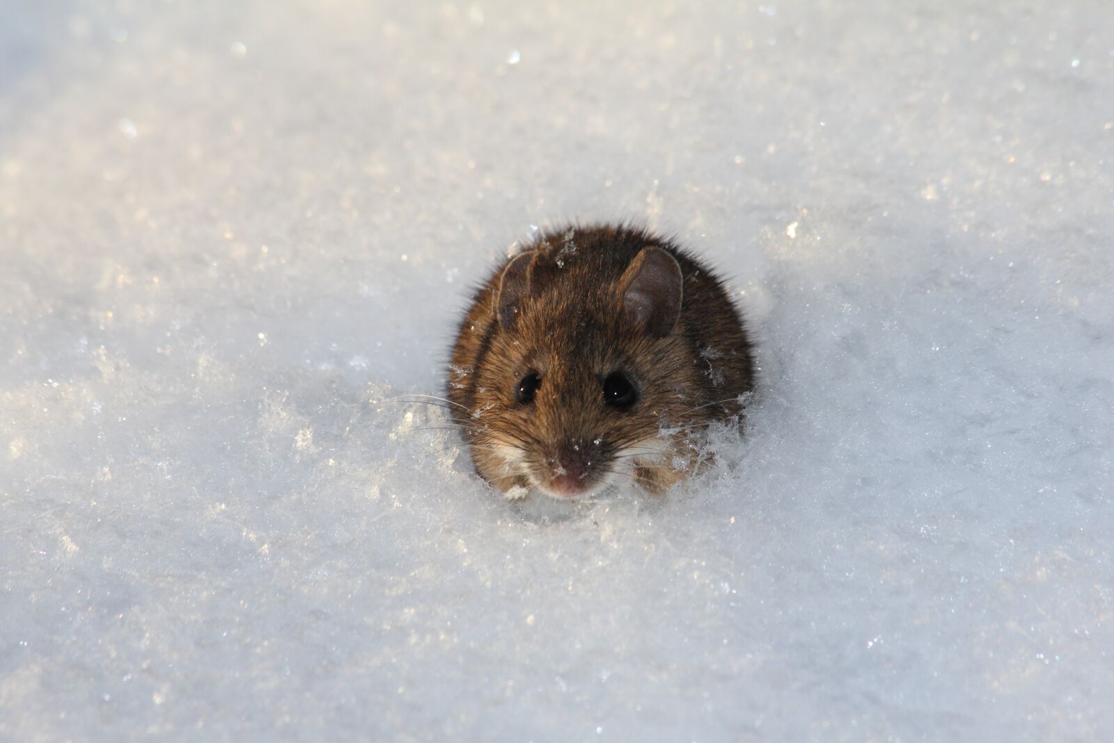 Canon EOS 550D (EOS Rebel T2i / EOS Kiss X4) sample photo. Snow, mouse, winter photography