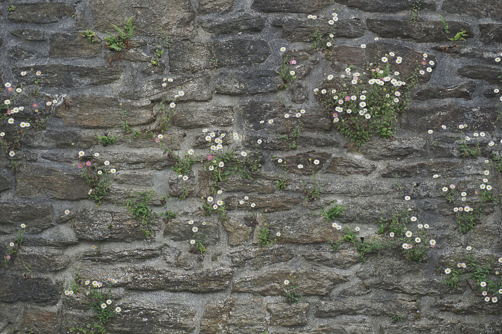 Sony a6000 sample photo. Ancien, mur, fleurs, mur photography