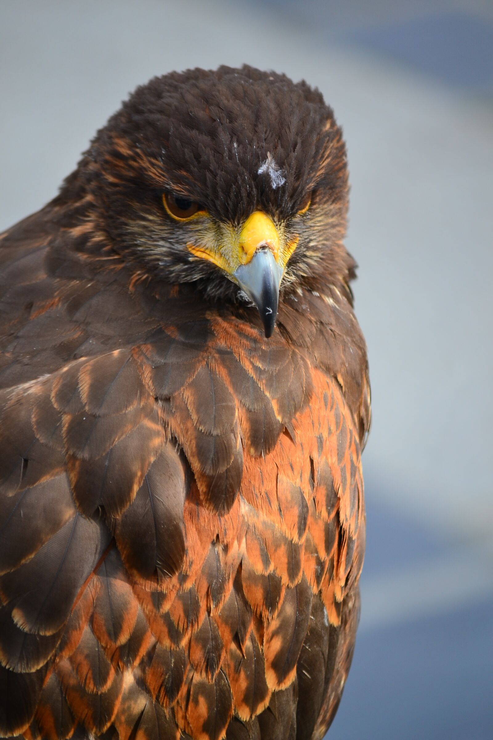 Nikon D3100 sample photo. Birds, bird of prey photography