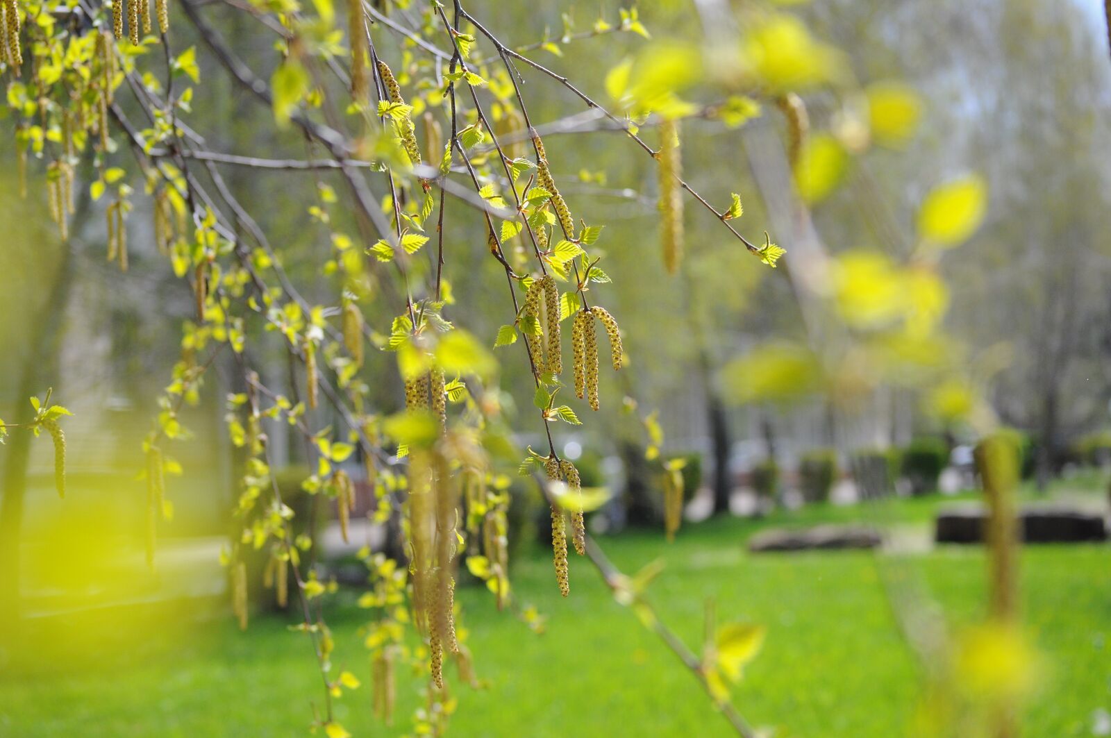 Nikon D90 sample photo. Spring, birch, landscape photography